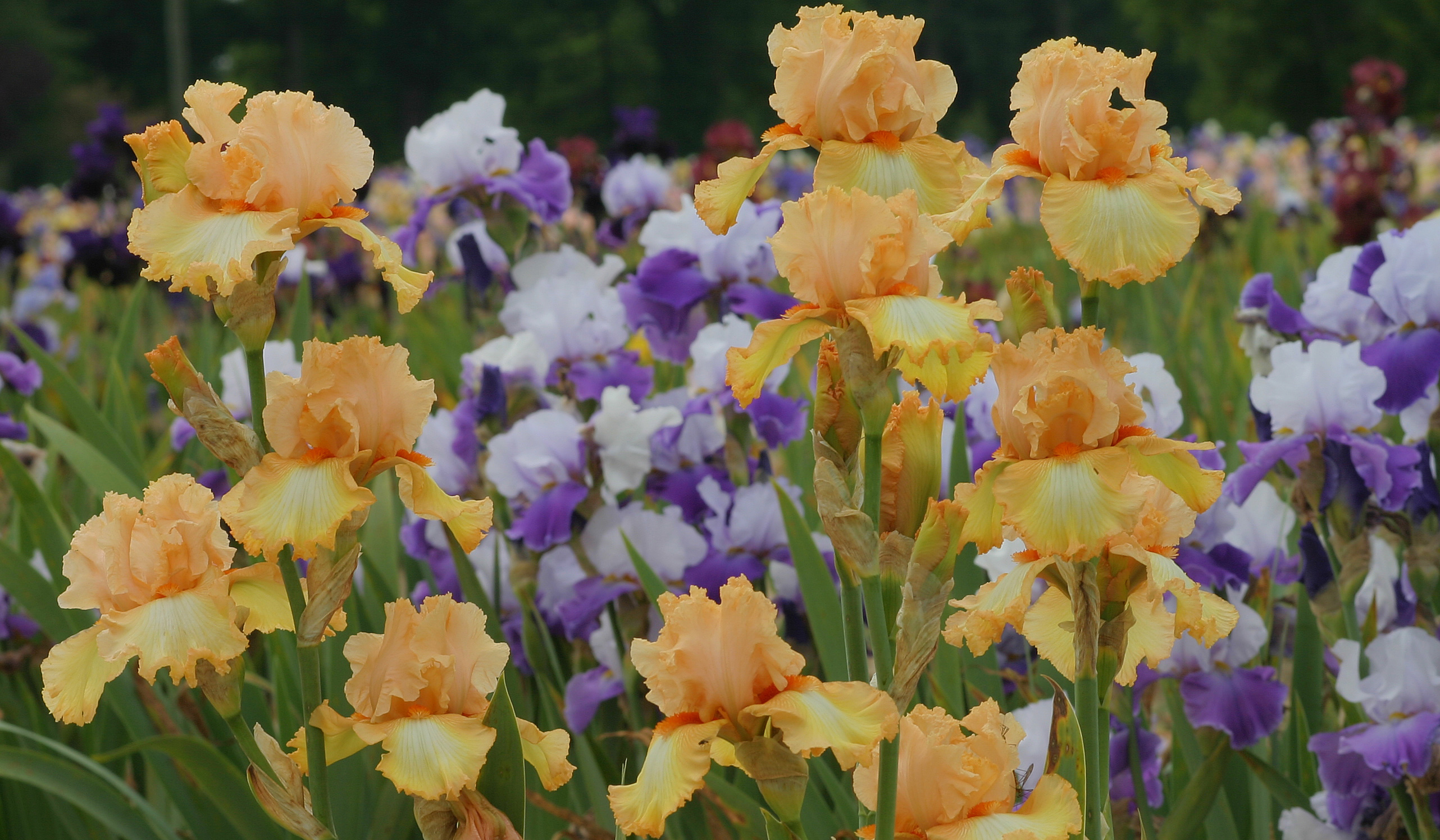Jardin d'iris