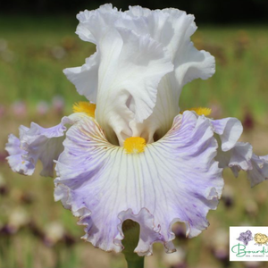 Grands Iris à fleurs miniatures