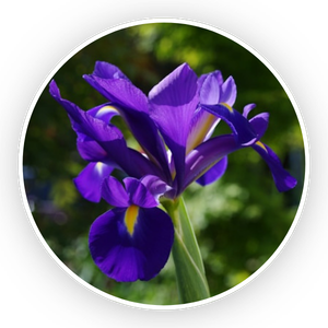 Iris de sibérie