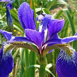 Iris Versicolor et Virginica