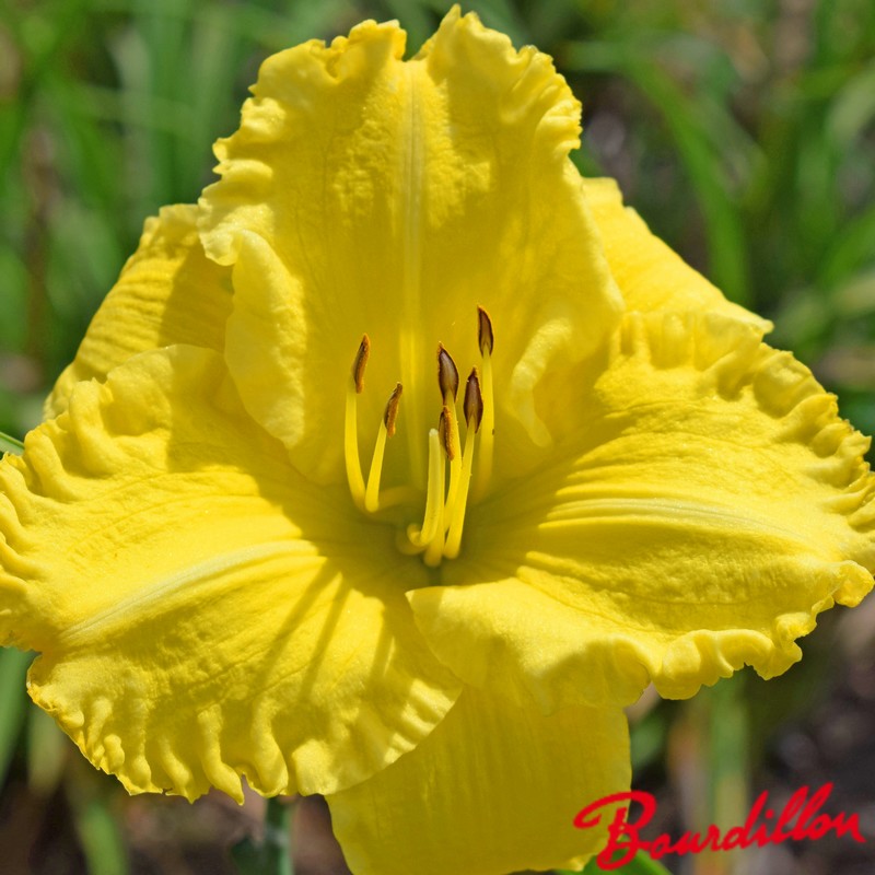 hémérocalle jaune
